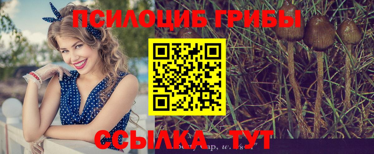 Псилоцибиновые грибы Cubensis Черемхово